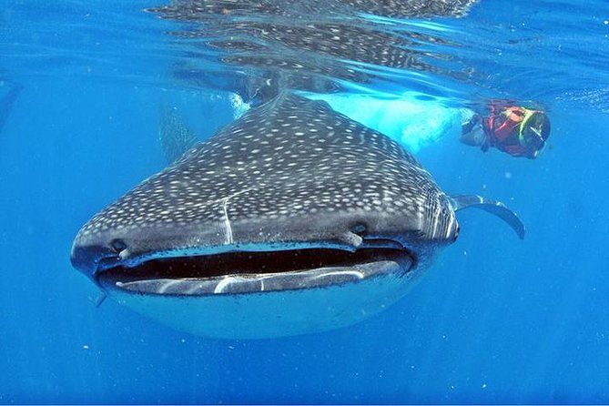 Whale Shark Tour from Cancun, Playa del Carmen, Tulum and Riviera Maya - Leaving before sunrise from four Riviera Maya areas