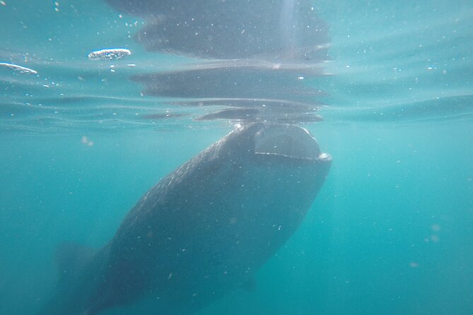 Whale sharks and sea lions snorkeling plus Balandra beach lunch - Lunch at Balandra Beach