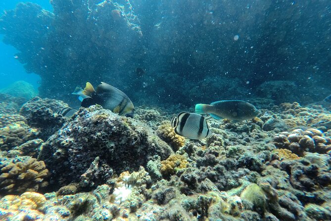 Whale sharks and sea lions snorkeling plus Balandra beach lunch - Why the nine-person limit matters