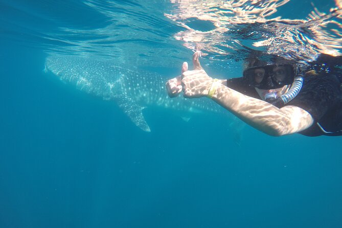 Whale sharks and sea lions snorkeling plus Balandra beach lunch - Price, inclusions, and practical value
