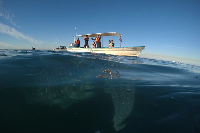 Whale sharks and sea lions snorkeling plus Balandra beach lunch - Weather, cold, and the limits of nature