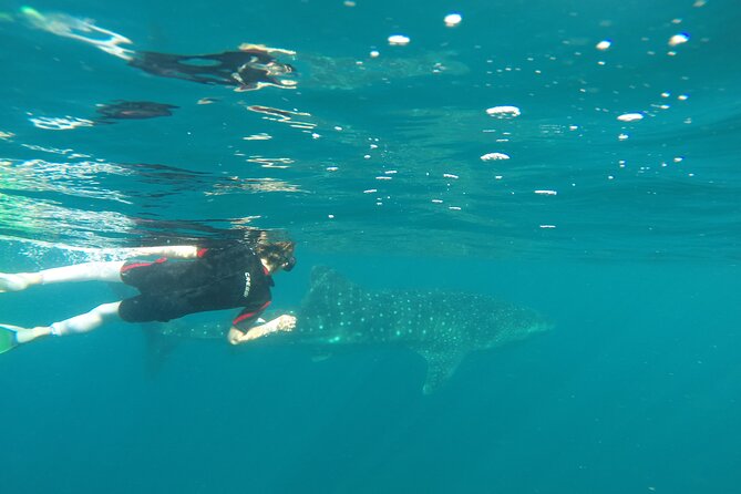 Whale sharks and sea lions snorkeling plus Balandra beach lunch - Who will enjoy this La Paz excursion