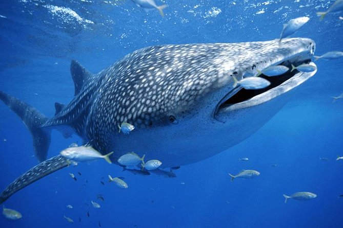 Whale Sharks Small-Group Tour in Cancun and Riviera Maya - The early pickup and ride to Puerto Juárez
