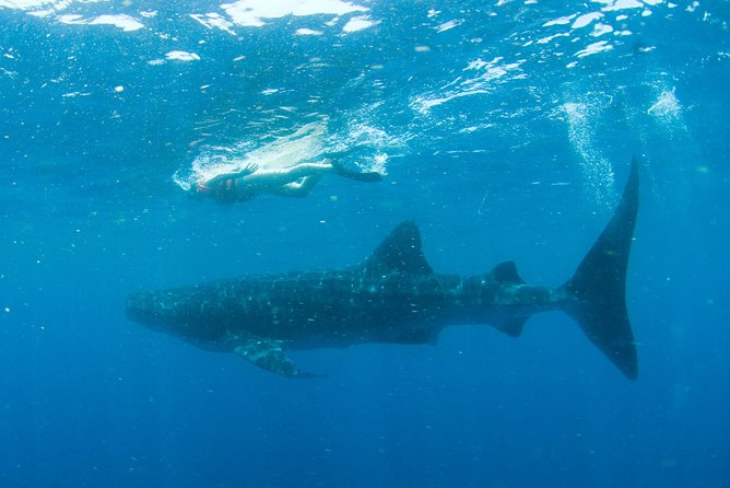 Whale Sharks Small-Group Tour in Cancun and Riviera Maya - How the whale shark encounter actually works