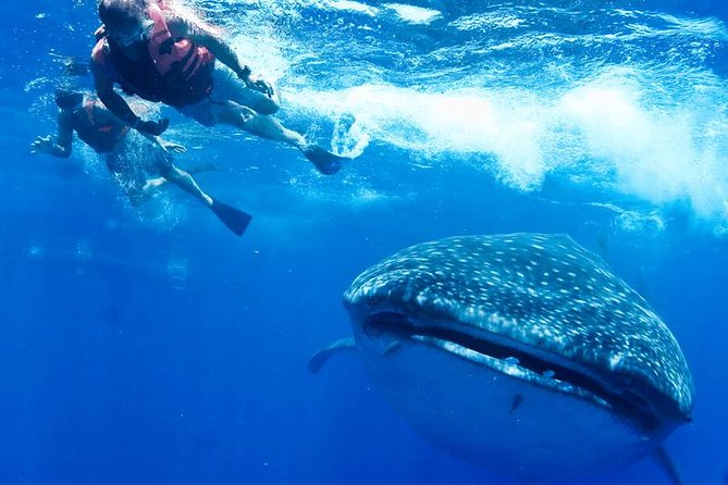 Whale Sharks Small-Group Tour in Cancun and Riviera Maya - What the biologist guide adds