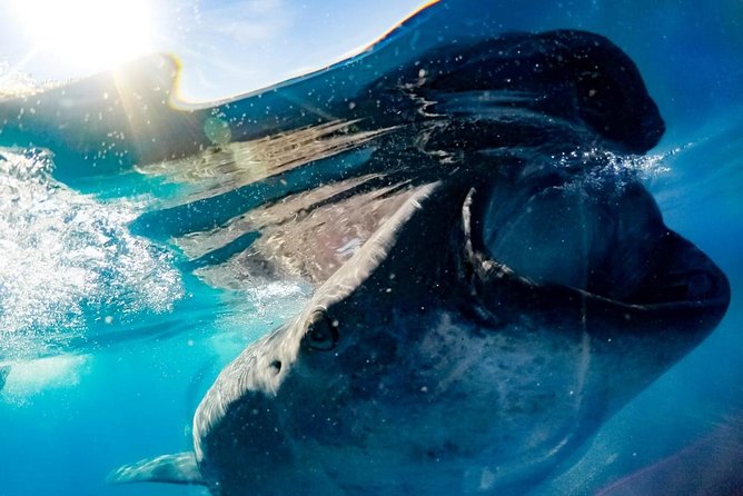 Whale Sharks Small-Group Tour in Cancun and Riviera Maya - What the $160 price really covers