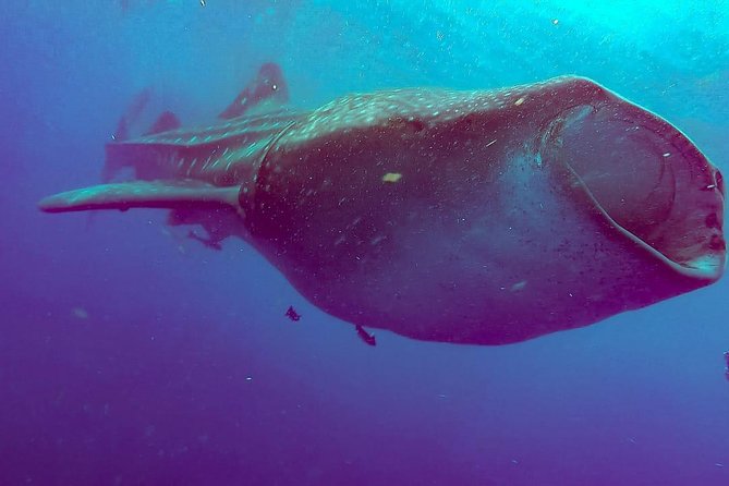 Whale Sharks Small-Group Tour in Cancun and Riviera Maya - Who should book this tour