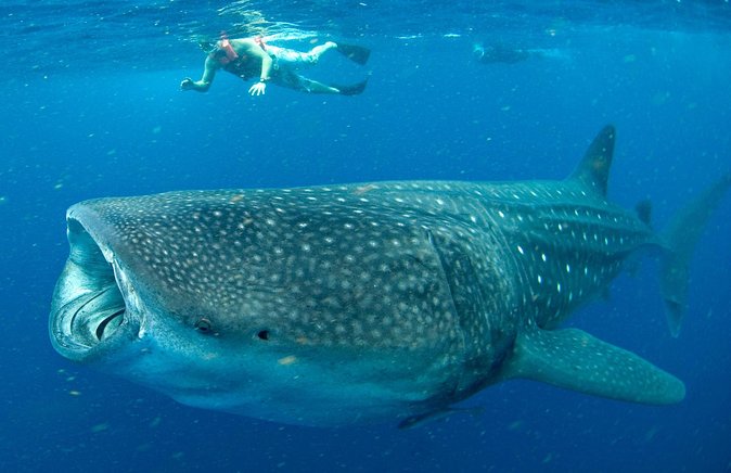 Whale Sharks Small-Group Tour in Cancun and Riviera Maya - The small boat and open-water conditions
