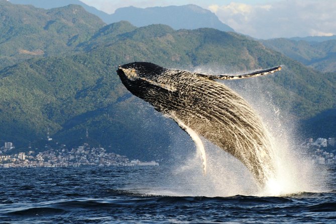 Whale Watching Adventure – Led by a Marine Biologist - The 20-minute talk at Ecotours Vallarta