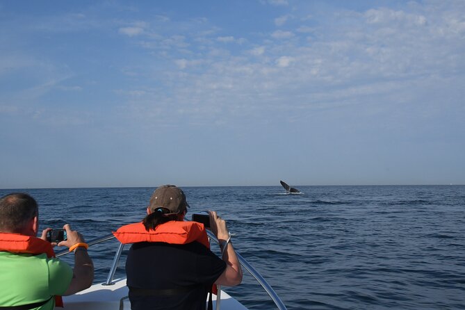 Whale Watching Adventure – Led by a Marine Biologist - Dolphins, turtles, and other marine life