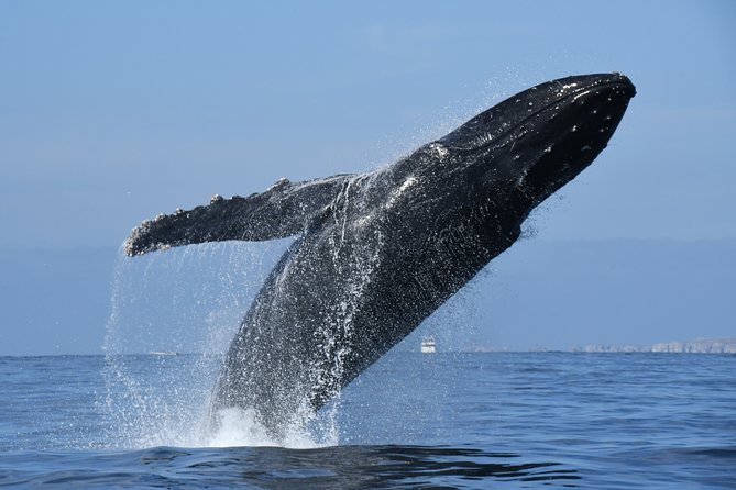 Whale Watching Adventure – Led by a Marine Biologist - What the tour costs in practical terms