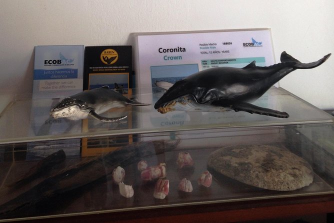 Whale Watching Adventure – Led by a Marine Biologist - Marina Vallarta to Banderas Bay