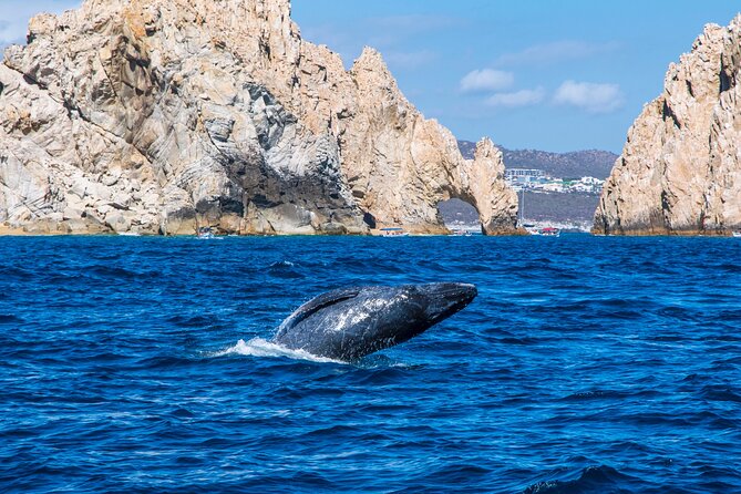 Whale Watching by Zodiac in Cabo San Lucas with Photos Included - Why Cabo is a prime whale-watching stop