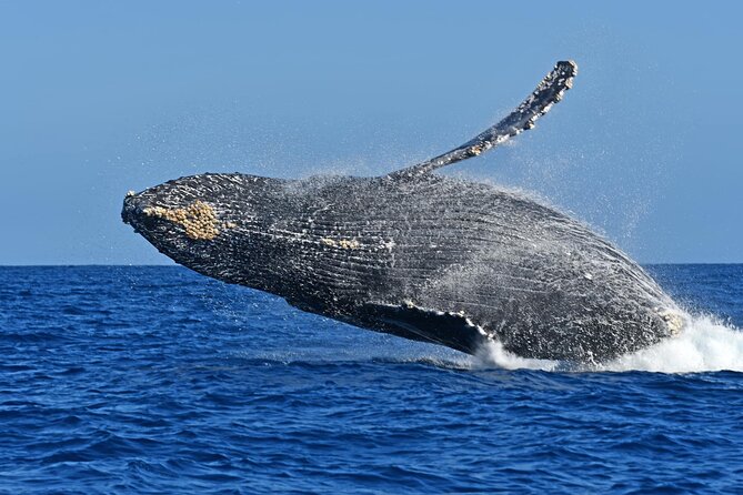 Whale Watching by Zodiac in Cabo San Lucas with Photos Included - Finding humpbacks, calves, and the occasional breach