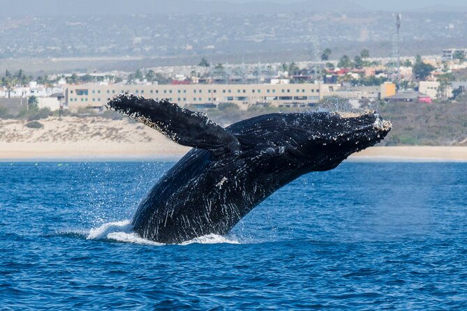 Whale Watching by Zodiac in Cabo San Lucas with Photos Included - Other wildlife along the route