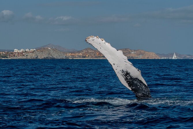 Whale Watching by Zodiac in Cabo San Lucas with Photos Included - What the small group changes