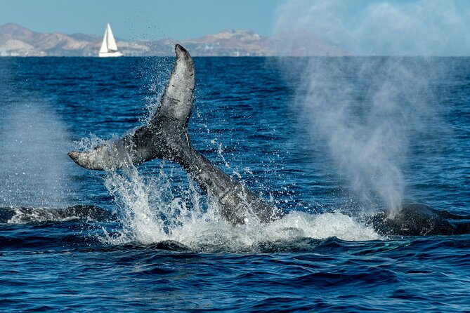 Whale Watching by Zodiac in Cabo San Lucas with Photos Included - Photos, videos, snacks, and the real value of $85