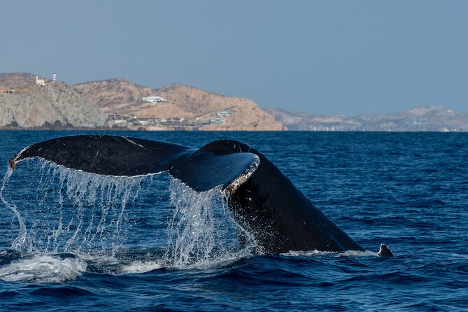 Whale Watching by Zodiac in Cabo San Lucas with Photos Included - Guides who add life to the ride
