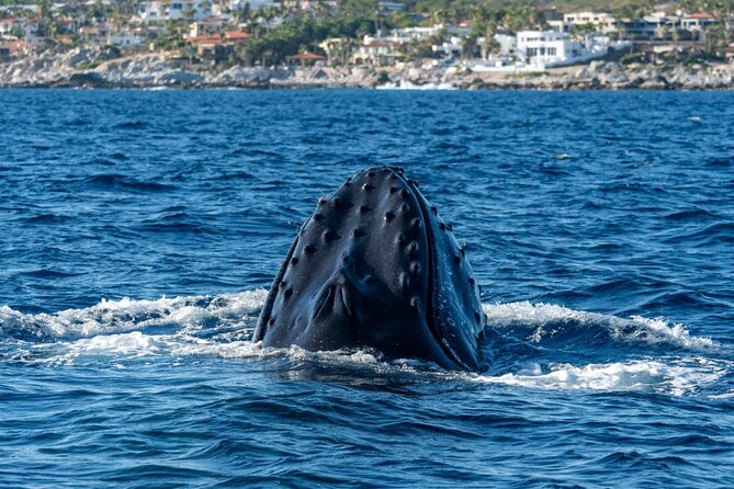Whale Watching by Zodiac in Cabo San Lucas with Photos Included - Leaving Cabo Marina in a 28-foot Apex Zodiac