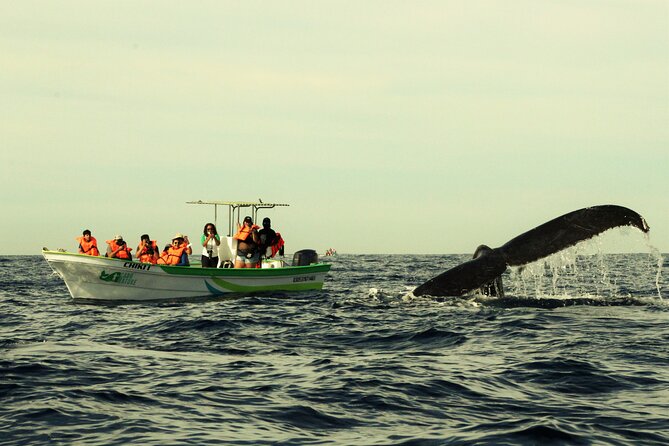 Whale Watching Cabo-Women crew-Sightings Guaranteed & Free Photos - What the two-hour Cabo trip feels like