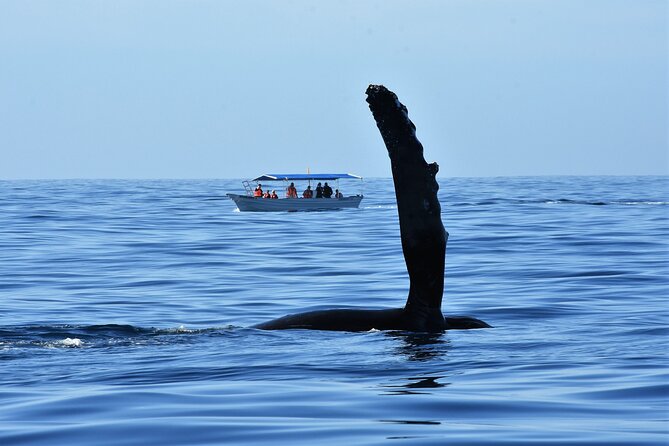 Whale Watching Cabo-Women crew-Sightings Guaranteed & Free Photos - Meeting point, timing, and cancellation rules