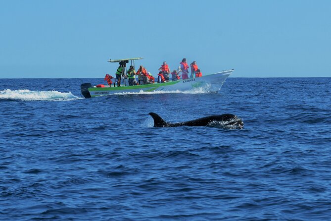 Whale Watching Cabo-Women crew-Sightings Guaranteed & Free Photos - Searching for humpback whales with a trained eye