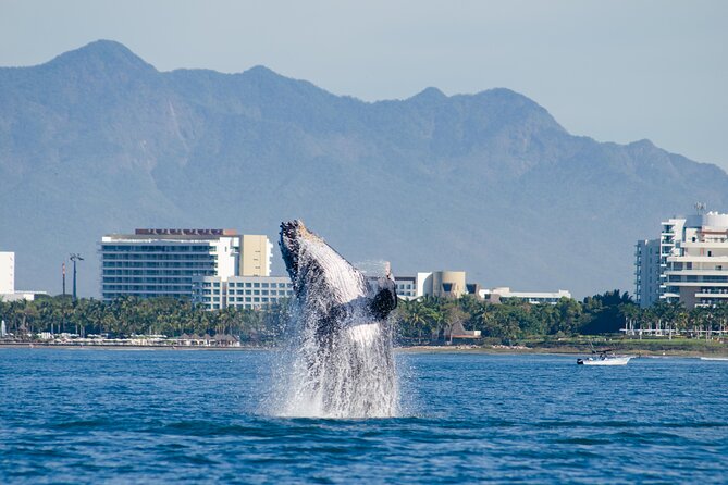 Whale Watching Cruise In Puerto Vallarta & Nuevo Vallarta - A four-hour search for humpback whales