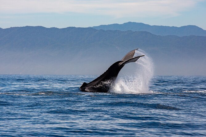 Whale Watching Cruise In Puerto Vallarta & Nuevo Vallarta - Comfort, shade, and places to watch