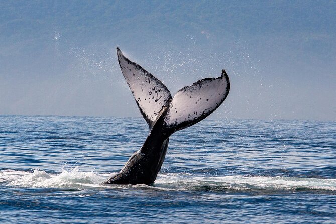 Whale Watching Cruise In Puerto Vallarta & Nuevo Vallarta - Beyond whales: dolphins, turtles, and the coast