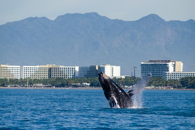 Whale Watching Cruise In Puerto Vallarta & Nuevo Vallarta - Is the $99 price good value?