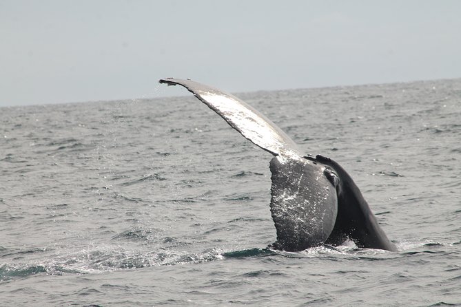 Whale Watching Dinner Cruise in Cabo San Lucas - The Arch of Cabo San Lucas comes first