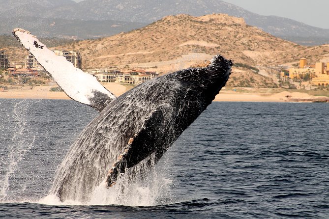 Whale Watching Dinner Cruise in Cabo San Lucas - Searching for humpback and gray whales