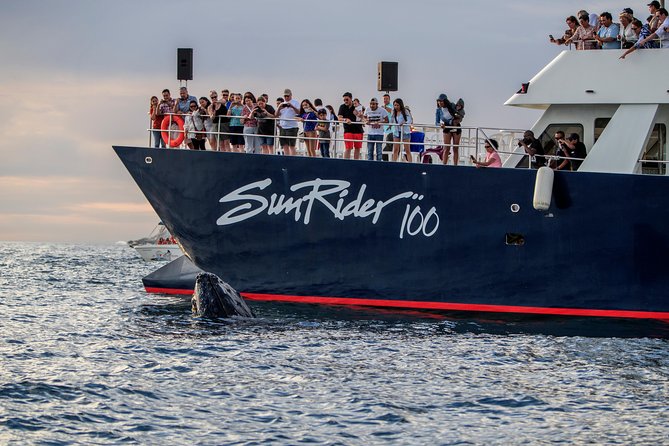 Whale Watching Dinner Cruise in Cabo San Lucas - Dinner is casual Mexican food, not a gourmet event