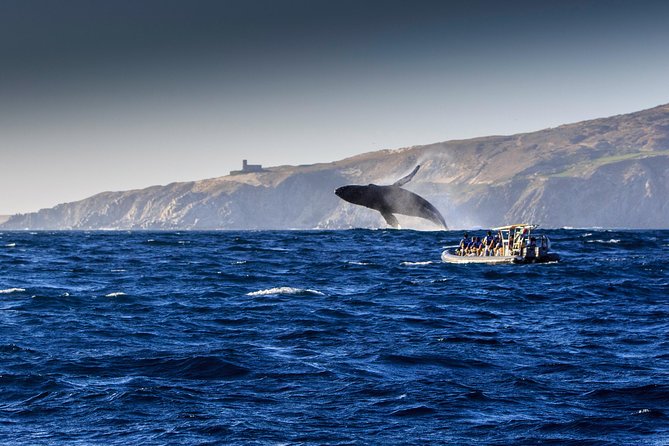 Whale Watching Dinner Cruise in Cabo San Lucas - Open bar, music, and the crew’s show