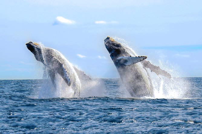 Whale Watching Experience - Why Banderas Bay is the right place for whale watching