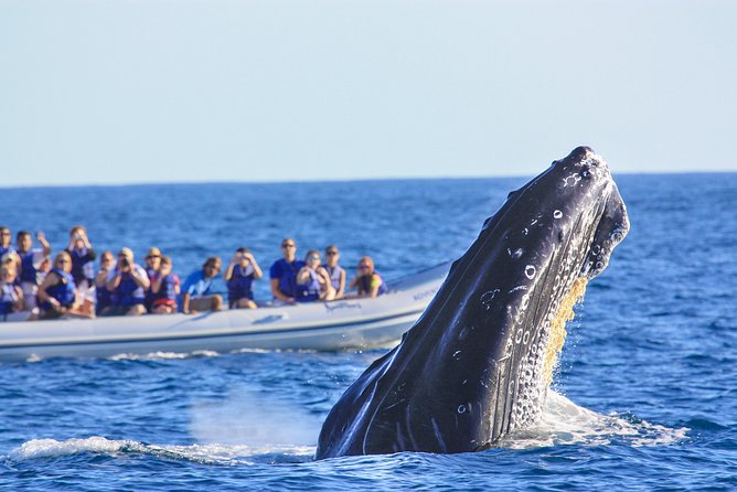 Whale Watching Experience - What the speedboat changes