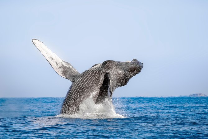 Whale Watching Experience - Meeting the guides and learning whale behavior
