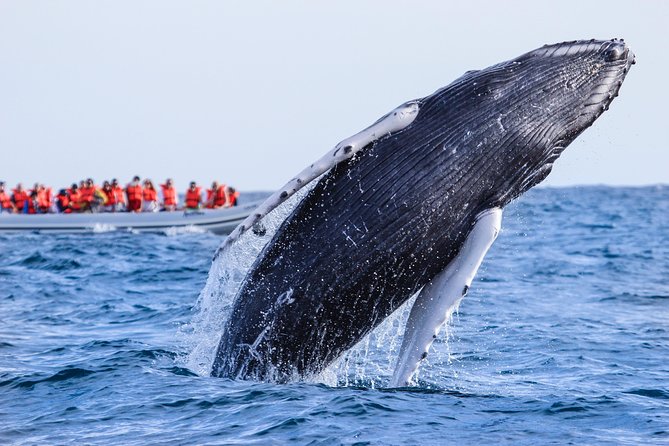 Whale Watching Experience - The hydrophone is more than a small extra