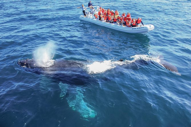 Whale Watching Experience - The three-hour route and what you may see