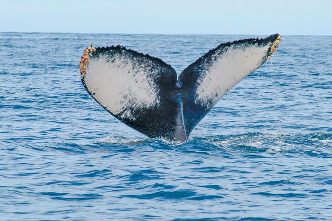Whale Watching Experience - Price and total value