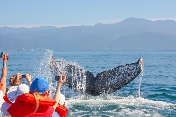 Whale Watching Experience - The Puerto Vallarta meeting point