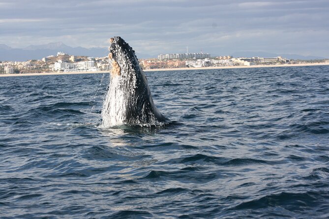 Whale Watching Group Tour in San Jose del Cabo - Key points to know before booking