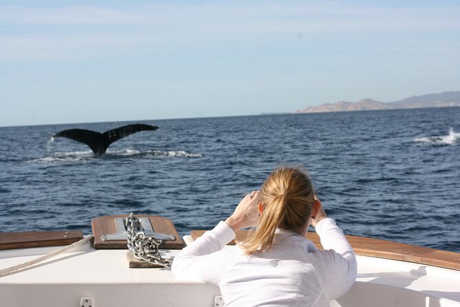 Whale Watching Group Tour in San Jose del Cabo - Guides who shape the outing