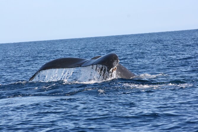 Whale Watching Group Tour in San Jose del Cabo - Free photos, snacks, and what the price buys