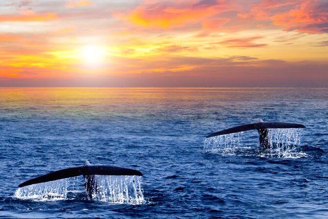 Whale Watching Group Tour in San Jose del Cabo - Who will enjoy this most