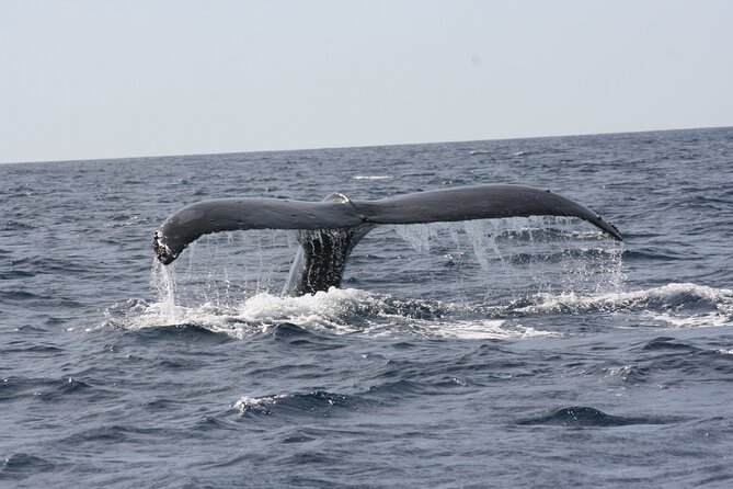 Whale Watching Group Tour in San Jose del Cabo - Timing your visit from December through April