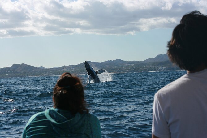 Whale Watching Group Tour in San Jose del Cabo - Two hours among Baja’s winter whales