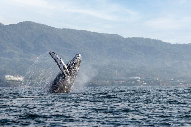 Whale Watching Guaranteed Experience in Puerto Vallarta - Why Puerto Vallarta is a fine place for whale watching