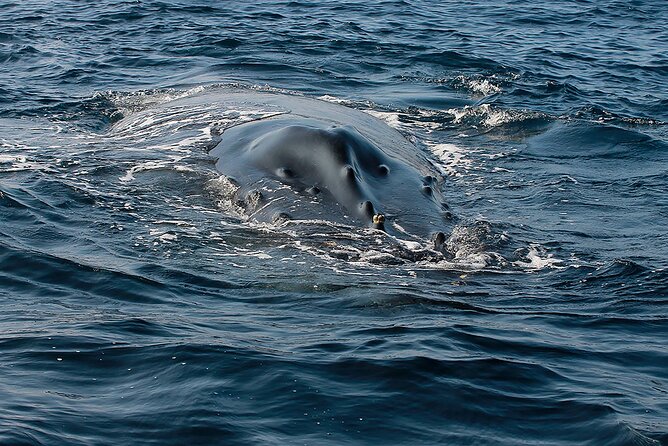 Whale Watching Guaranteed Experience in Puerto Vallarta - The guides make the difference