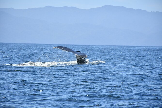 Whale Watching Guaranteed Experience in Puerto Vallarta - Cruise passengers: convenient, but watch the time